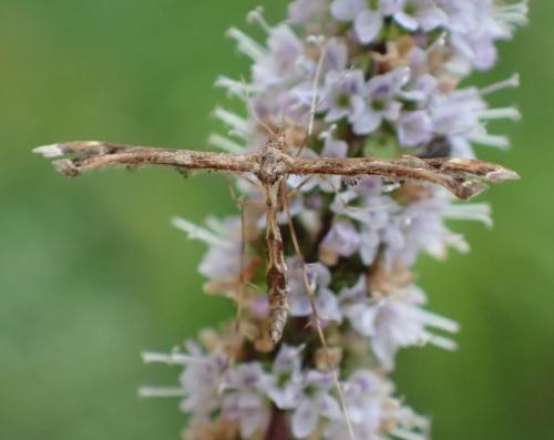 Amblyptilia acanthadactyla